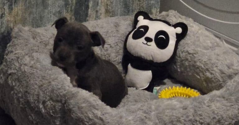 Staffordshire bull terrier KC Registered for sale in County Antrim - Image 3