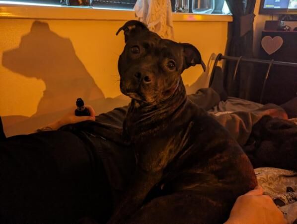 Staffordshire bull terrier maggie for sale in Worcester, Worcestershire