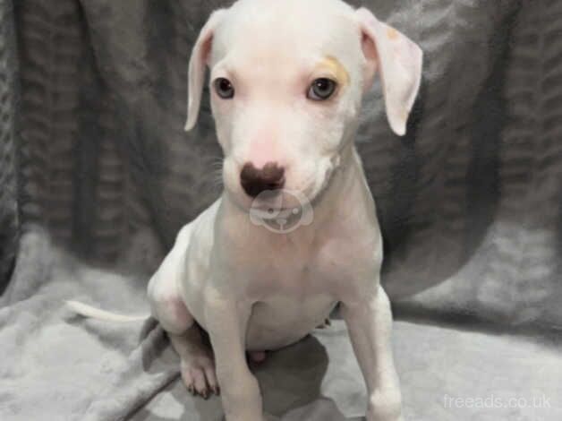 Staffordshire bull terrier pup for sale in Bradford, West Yorkshire