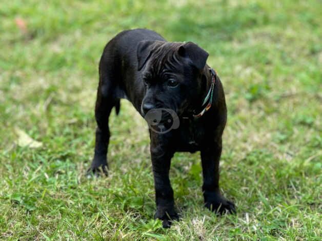 Staffordshire bull terrier pup for sale in Ebbw Vale/Glyn Ebwy, Blaenau Gwent