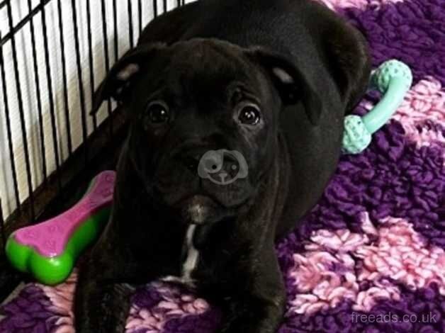 Staffordshire bull terrier pup for sale in Plymouth, Devon