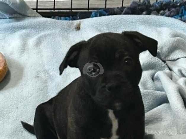 Staffordshire bull terrier pup for sale in Plymouth, Devon - Image 2