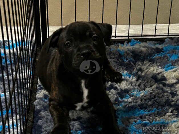 Staffordshire bull terrier pup for sale in Plymouth, Devon - Image 3