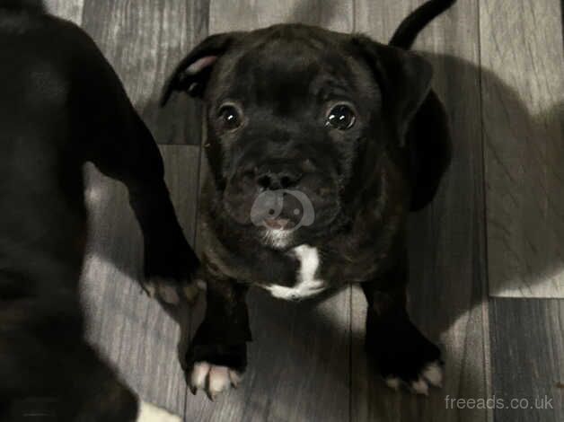 Staffordshire bull terrier pup for sale in Plymouth, Devon - Image 4