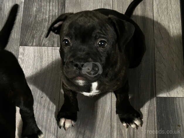 Staffordshire bull terrier pup for sale in Plymouth, Devon - Image 5