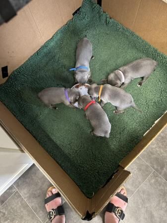 Staffordshire bull terrier puppies. for sale in Evesham, Worcestershire - Image 1