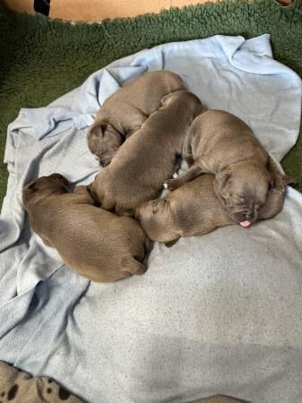 Staffordshire bull terrier puppies. for sale in Evesham, Worcestershire - Image 2