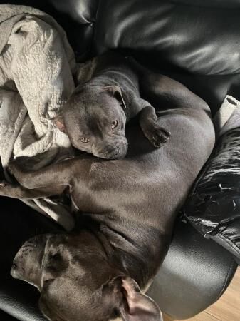 Staffordshire bull terrier puppies. for sale in Evesham, Worcestershire - Image 3