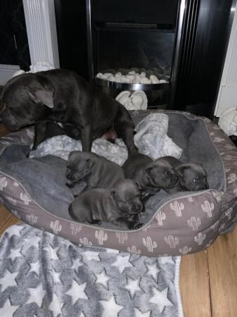 Staffordshire bull terrier puppies. for sale in Evesham, Worcestershire - Image 4