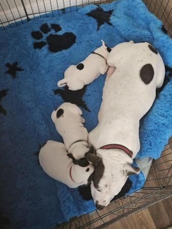 Staffordshire bull terrier puppies for sale in Burntwood, Staffordshire