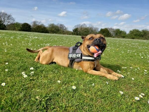 Staffordshire Bull Terrier Puppies for sale in Hertfordshire - Image 3