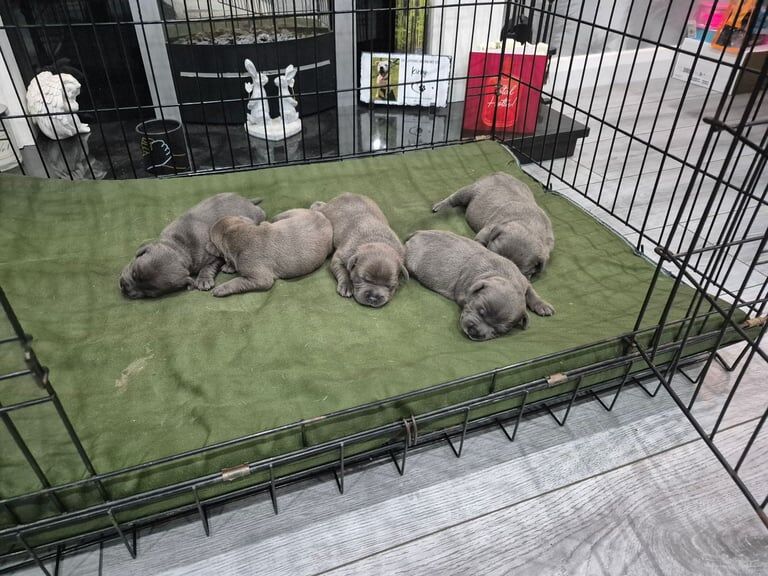 Staffordshire bull terrier puppies for sale in Dunmurry, County Antrim - Image 3