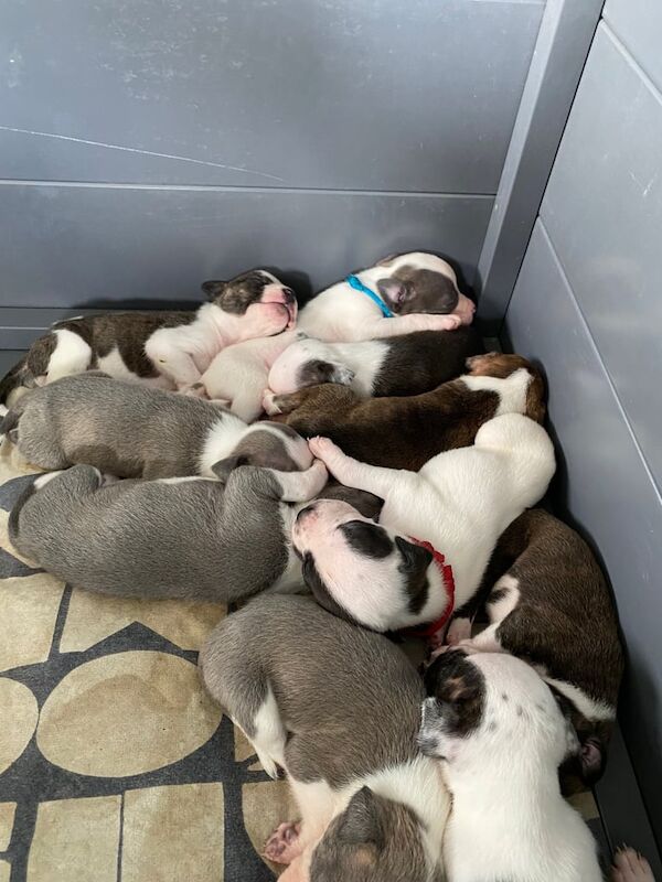 Staffordshire bull terrier puppies for sale in Ferring, West Sussex