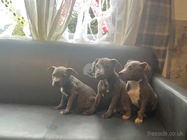 Staffordshire bull terrier puppies available now for sale in Congleton, Cheshire