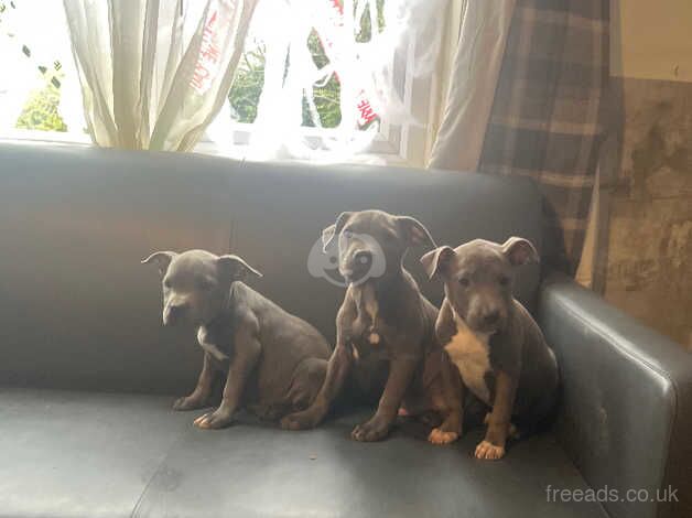 Staffordshire bull terrier puppies available now for sale in Congleton, Cheshire - Image 2