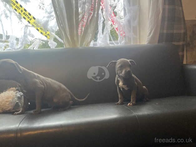 Staffordshire bull terrier puppies available now for sale in Congleton, Cheshire - Image 3