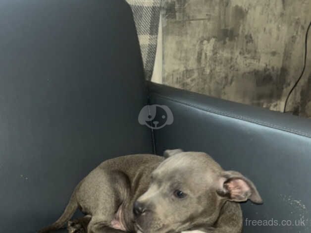 Staffordshire bull terrier puppies available now for sale in Congleton, Cheshire - Image 5