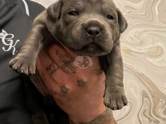 Staffordshire bull terrier puppies blue for sale in Burton upon Trent, Staffordshire