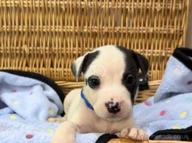 Staffordshire bull terrier puppies for sale in Bradford, West Yorkshire