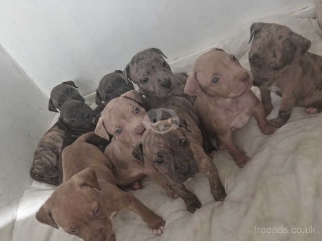 Staffordshire Bull Terrier Puppies For Sale in Lewisham, Lewisham, Greater London - Image 1