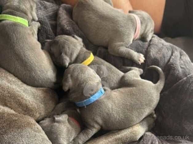 Staffordshire Bull Terrier Puppies For Sale in London