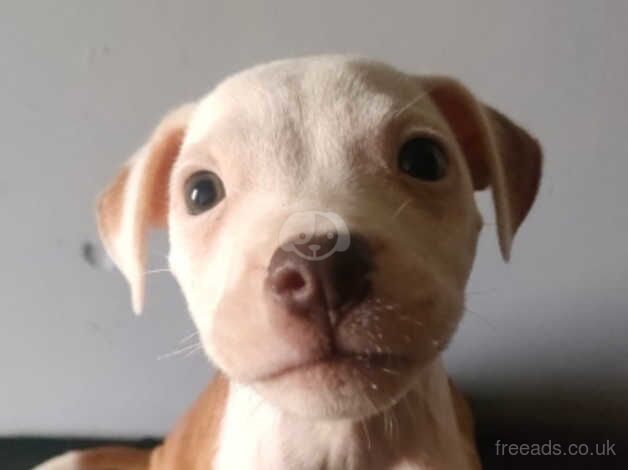 Staffordshire bull terrier puppies for sale in Accrington, Lancashire - Image 1