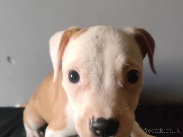 Staffordshire bull terrier puppies for sale in Accrington, Lancashire - Image 2