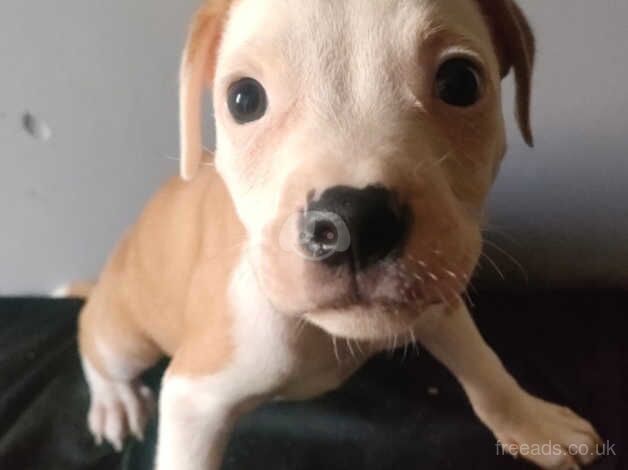 Staffordshire bull terrier puppies for sale in Accrington, Lancashire - Image 3