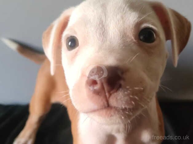 Staffordshire bull terrier puppies for sale in Accrington, Lancashire - Image 5