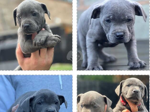 Staffordshire bull terrier puppies for sale in Dudley, Tyne and Wear - Image 1