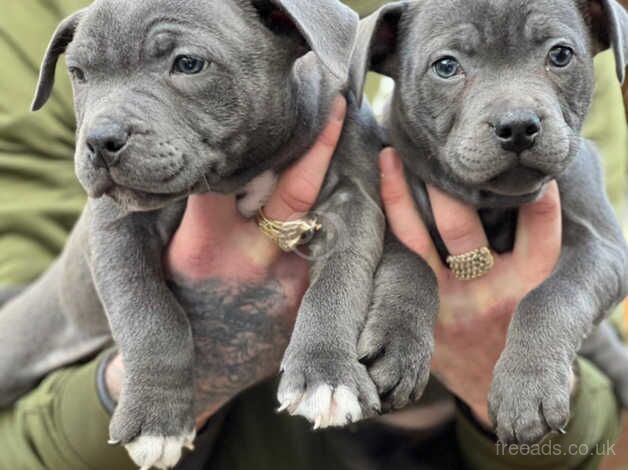 Staffordshire bull terrier puppies for sale in Dudley, Tyne and Wear - Image 2