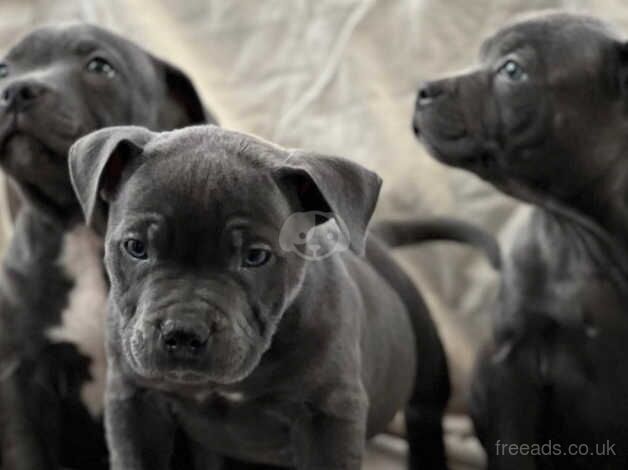 Staffordshire bull terrier puppies for sale in Dudley, Tyne and Wear - Image 4