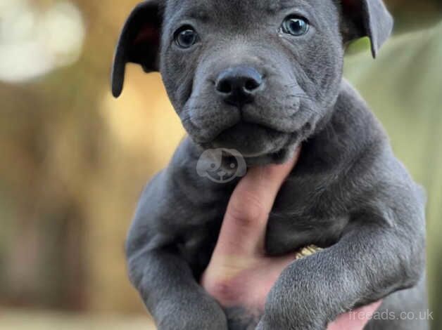 Staffordshire bull terrier puppies for sale in Dudley, Tyne and Wear - Image 5