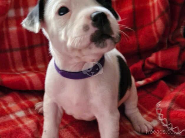 Staffordshire bull terrier puppies for sale in Bolton, East Lothian