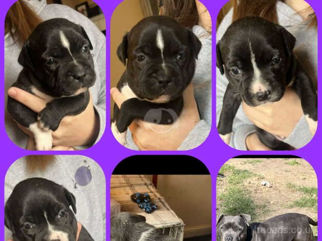 Staffordshire bull terrier puppies for sale in Doncaster, South Yorkshire