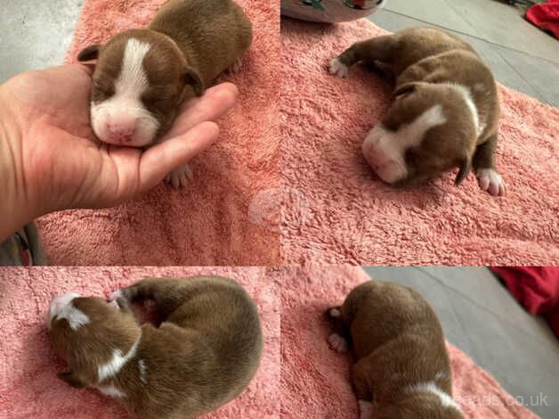 Staffordshire bull terrier puppies for sale in Doncaster, South Yorkshire