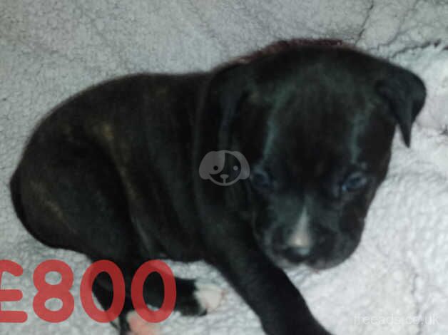 Staffordshire bull terrier puppies for sale in Gillingham, Dorset