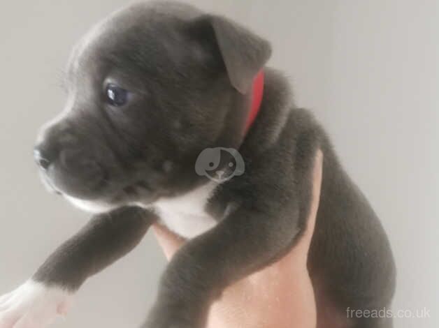 Staffordshire Bull Terrier Puppies for sale in Newtownards, Ards