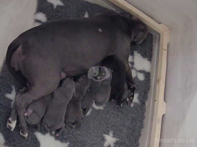 Staffordshire bull terrier puppies for sale in Plymouth, Devon