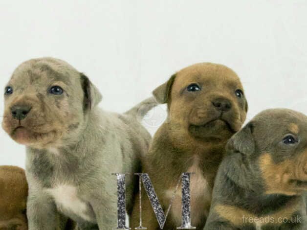 Staffordshire bull terrier puppies pups puppy staff Stafford staffy staffie blue fawn merle tan for sale in Ardleigh Green, Havering, Greater London