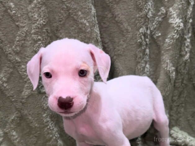 Staffordshire bull terrier puppies ready to go for sale in Bradford, West Yorkshire