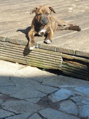Staffordshire bull terrier puppy for sale in Colwyn Bay/Bae Colwyn, Conwy - Image 4