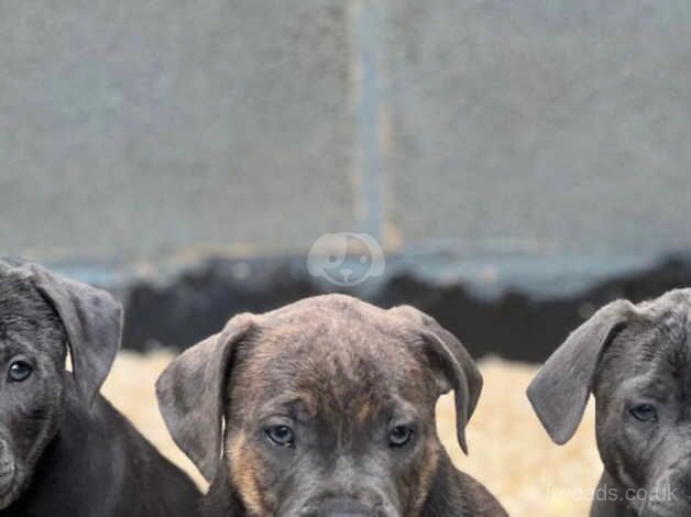 Staffordshire bull terrier puppy for sale in Dudley, Tyne and Wear