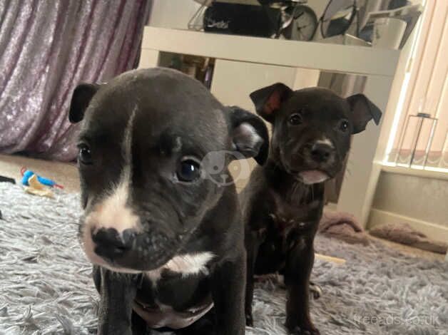 Staffordshire bull terrier puppys for sale in Manchester, Greater Manchester