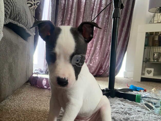 Staffordshire bull terrier puppys for sale in Manchester, Greater Manchester - Image 2