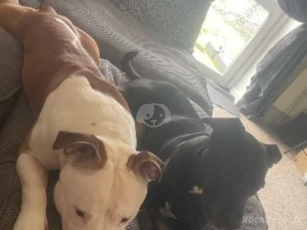 Staffordshire bull terrier puppys for sale in Manchester, Greater Manchester - Image 3