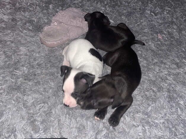 Staffordshire bull terrier puppys for sale in Manchester, Greater Manchester - Image 4