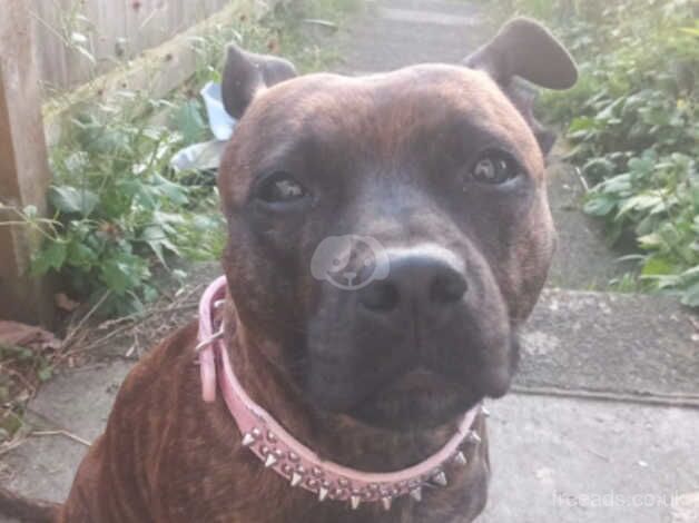 Staffordshire Bull Terrier puppys for sale in South Shields, Tyne and Wear - Image 3