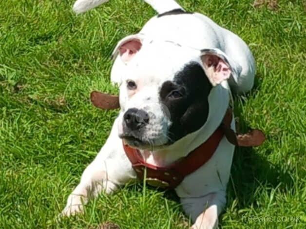 Staffordshire Bull Terrier puppys for sale in South Shields, Tyne and Wear - Image 4