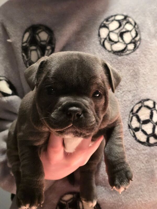 staffordshire bull terrier pups for sale in Ballymena, County Antrim - Image 1